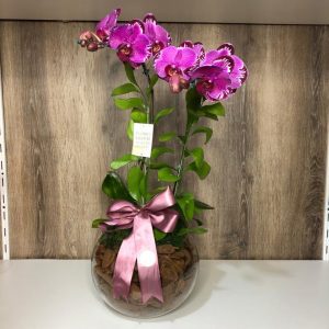 Orquídea Phalaenopsis